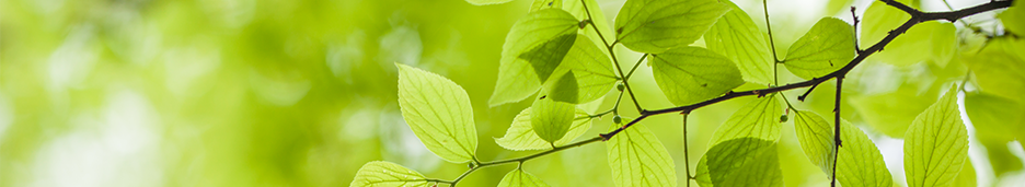 Green leaves on a tree